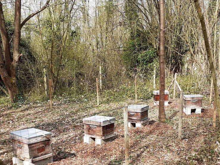 Adopt’ta ruche : un rucher installé à Crécy-la-Chapelle