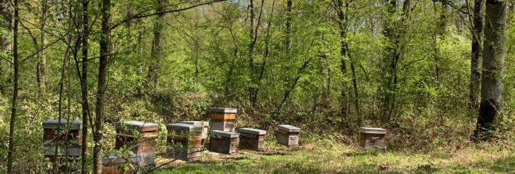Adopt’ta Ruche ®️: comment adopter une ruche ?